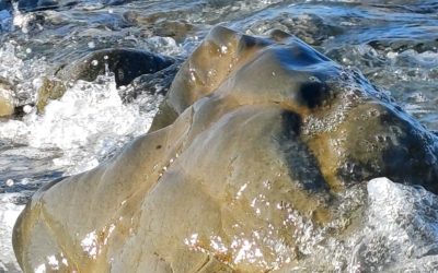 Was bedeutet Lebendigkeit?