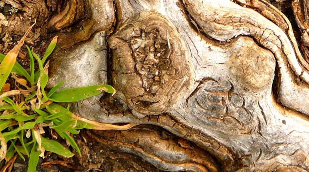 Heilung wächst leise