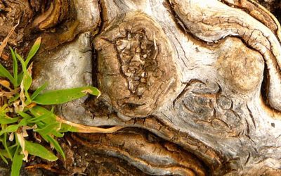 Heilung wächst leise