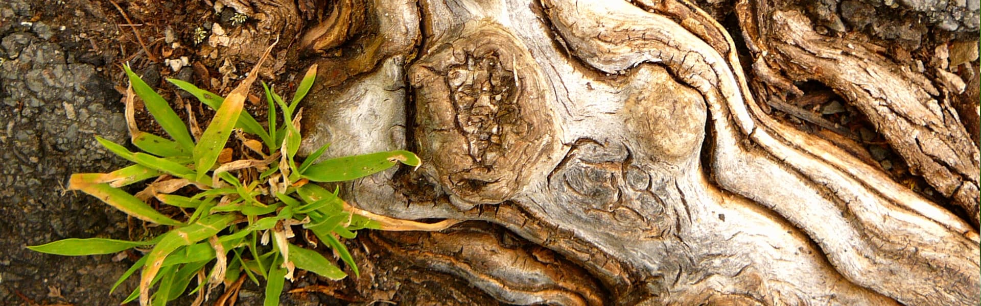 Start - Körperarbeit mit Michaela Höhle in Mainz - geerdeter verwurzelter verletzbarer fühlbarer heiler werden - die eignen Wurzeln in der Natur finden - Copyright Michaela Höhle