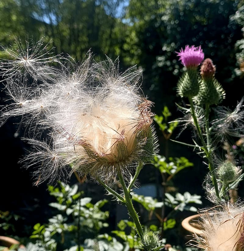 resilienz-ressourcen-kraftquellen-natur-koerperarbeit-distelsamen-fliegen-leicht-copyright-michaela-hoehle-squoosh-2026 Diestelblume Leichtigkeit Landen